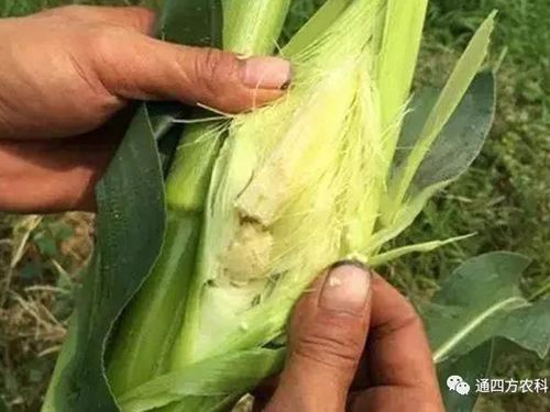 ���׶d���c�՗U��ԭ����