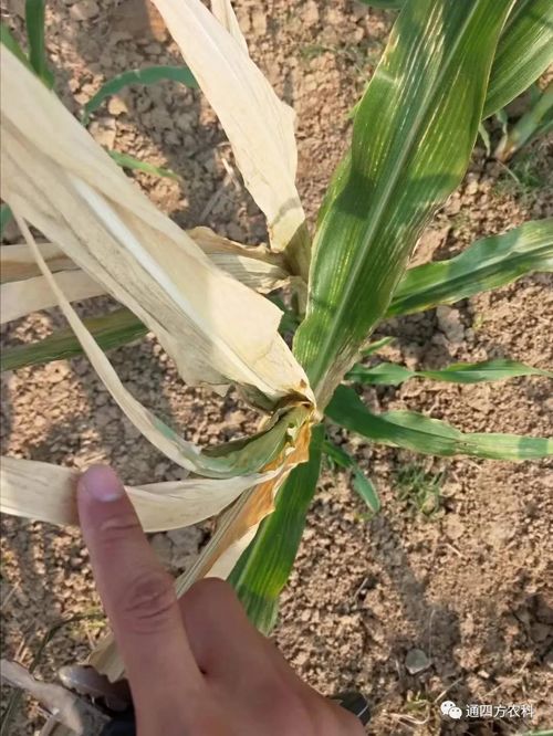 ���쵽����������ģʽ���_������(du��)������ɶΣ��������A(y��)����