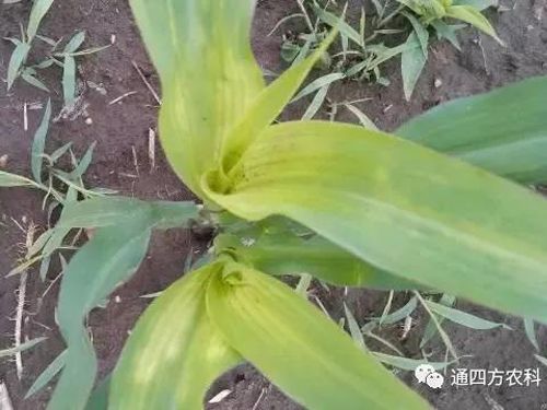 ���הQ����ô�k����ץ�o��Q��(hu��)Ӱ푮a(ch��n)��!!!